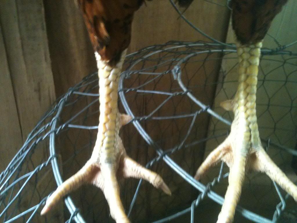 [gà] gò công tiền giang - 4