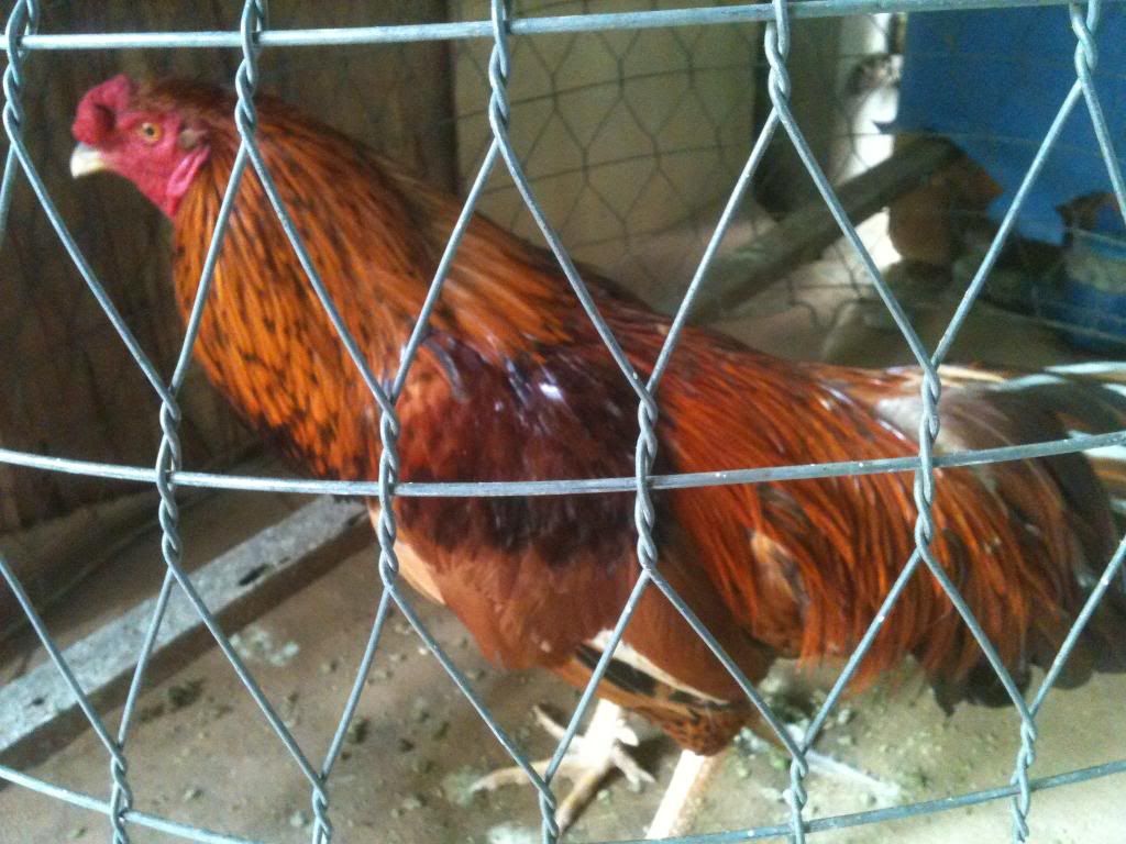 [gà] gò công tiền giang - 6