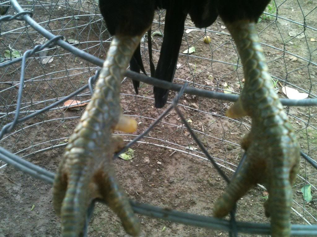 [gà] gò công tiền giang - 3