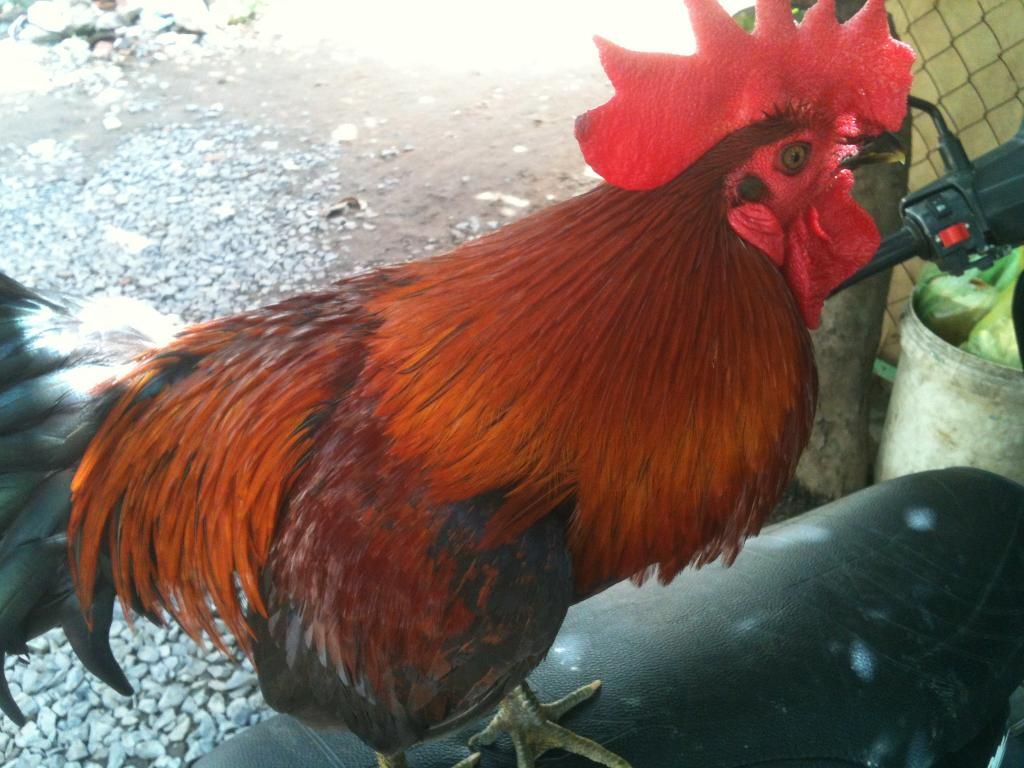 [gà] gò công tiền giang - 3