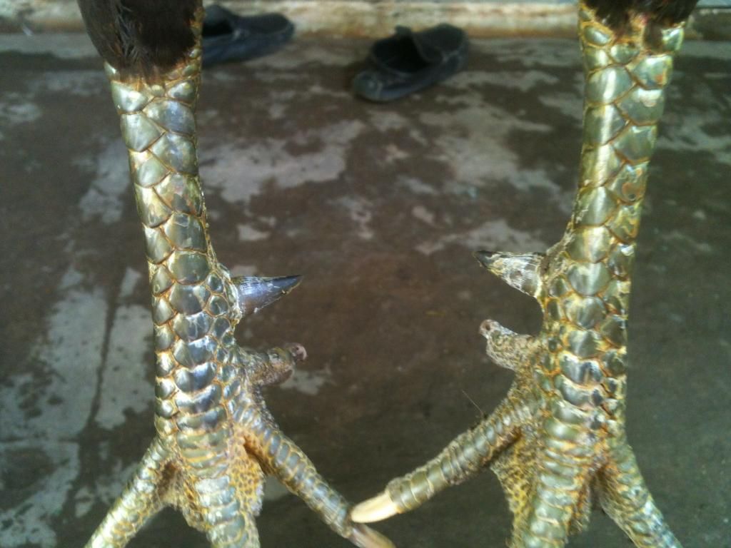 [gà] gò công tiền giang - 5