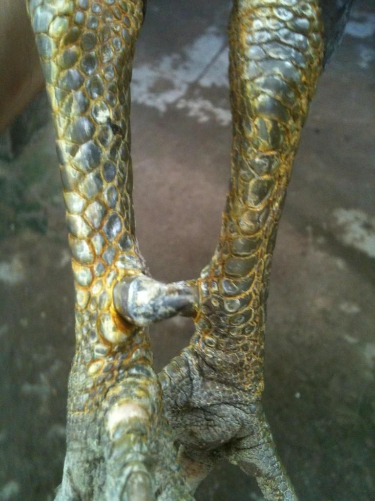 [gà] gò công tiền giang - 6