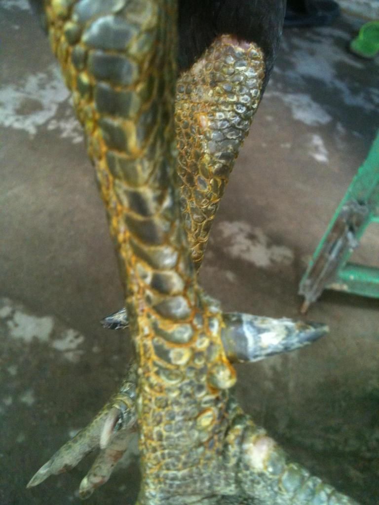 [gà] gò công tiền giang - 7