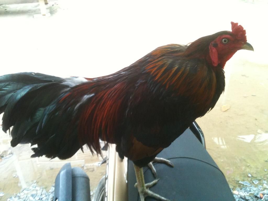 [gà] gò công tiền giang - 11