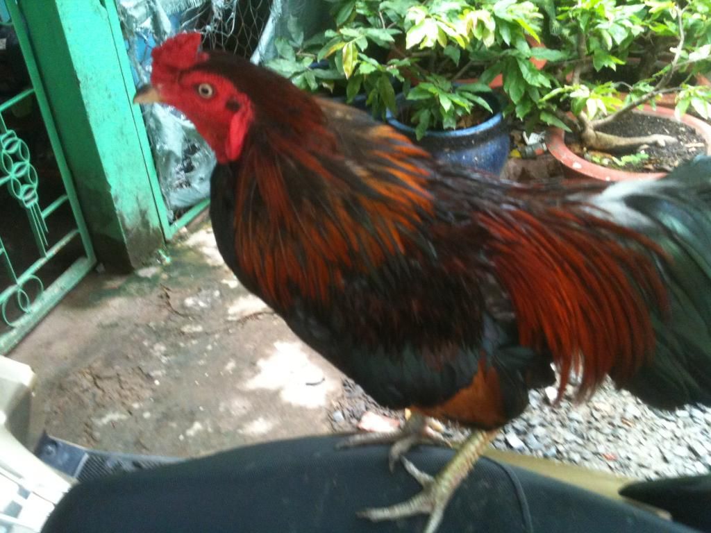 [gà] gò công tiền giang - 10