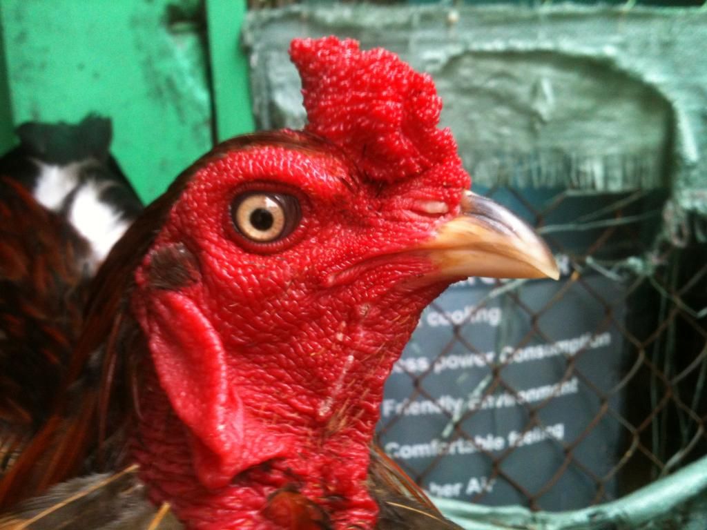 [gà] gò công tiền giang - 12