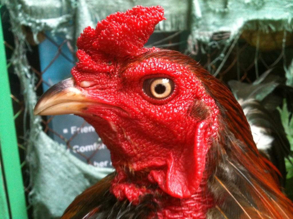 [gà] gò công tiền giang - 13