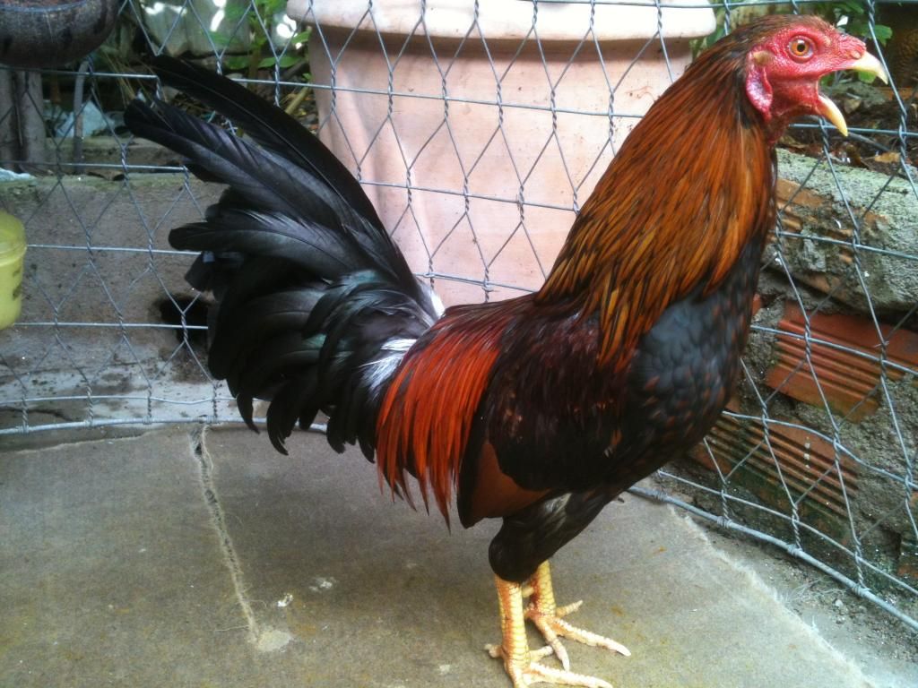 [gà] peru gò công tiền giang - 1