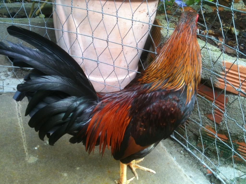 [gà] peru gò công tiền giang - 4