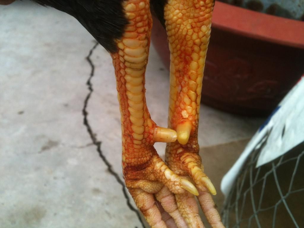 [gà] peru gò công tiền giang - 6