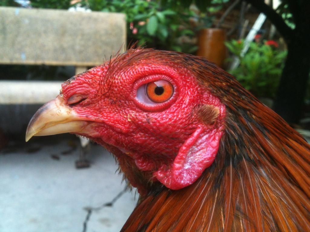 [gà] peru gò công tiền giang - 8