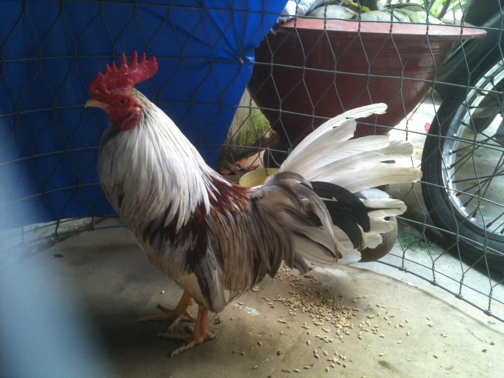 [gà] peru gò công tiền giang - 9