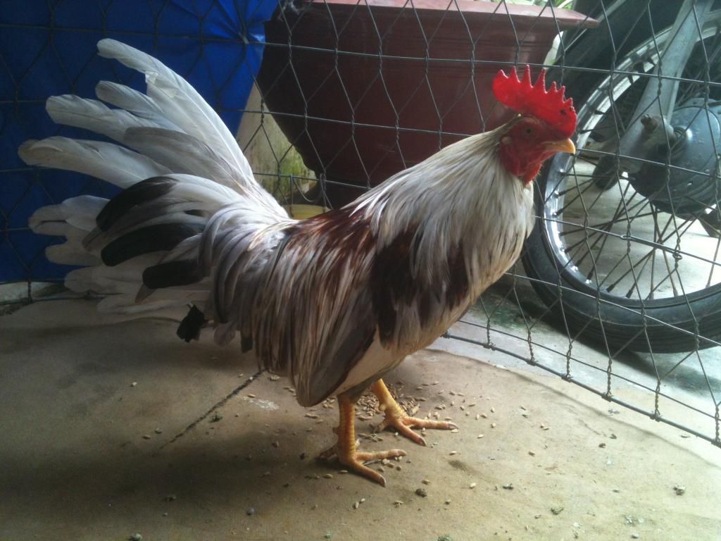 [gà] peru gò công tiền giang - 12