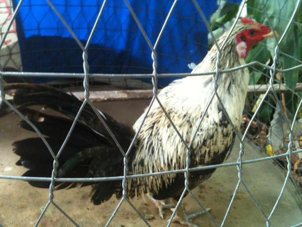 Gà Nòi ,Tre Gò Công Tiền Giang - 19