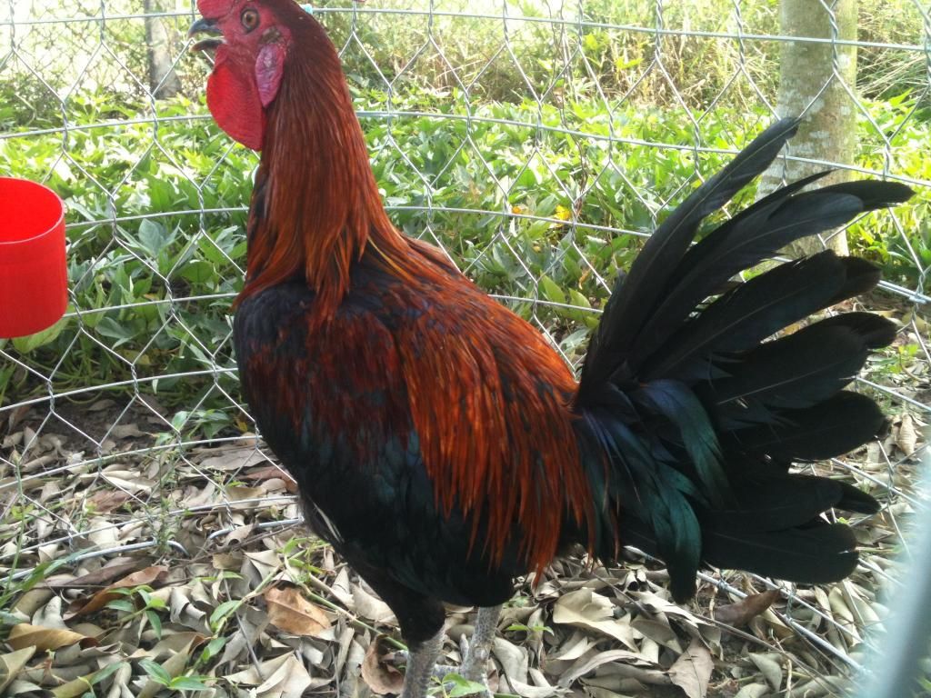 Gà Peru Gò Công Tiền Giang - 6