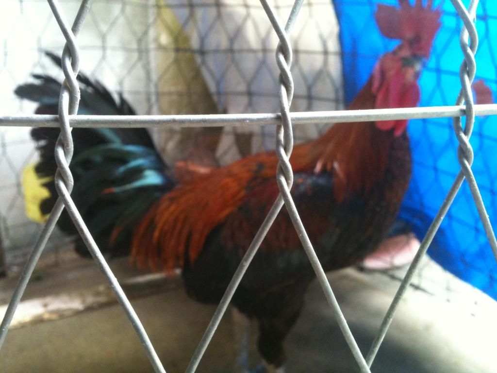 Gà Peru Gò Công Tiền Giang - 5