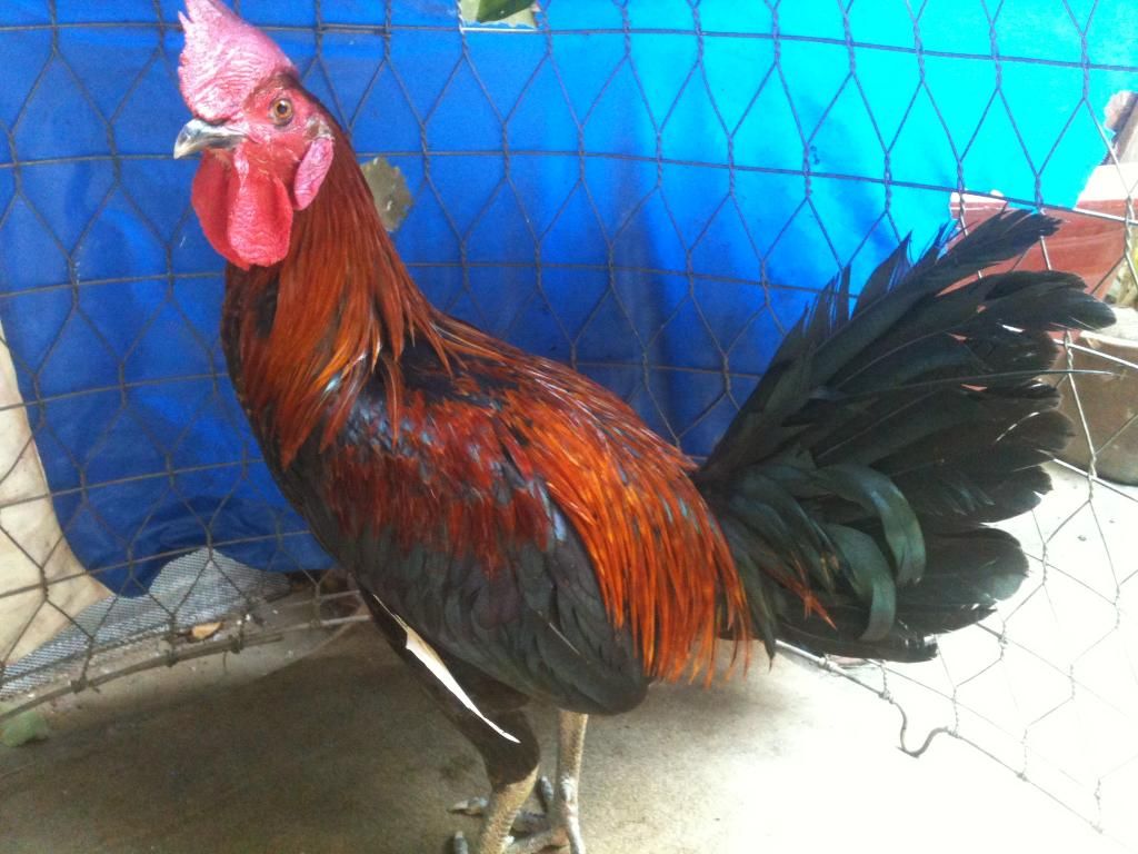 Gà Peru Gò Công Tiền Giang - 4