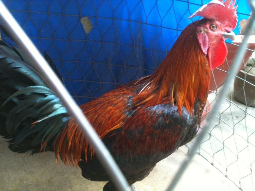 Gà Peru Gò Công Tiền Giang - 2