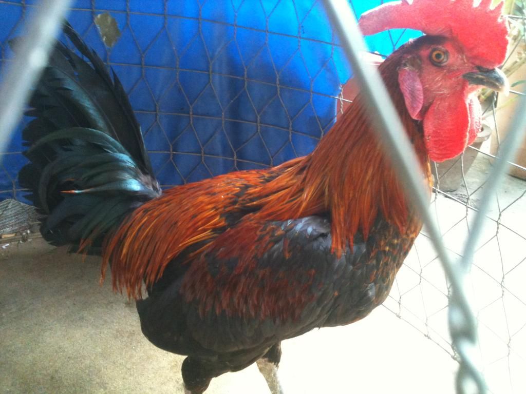 Gà Peru Gò Công Tiền Giang