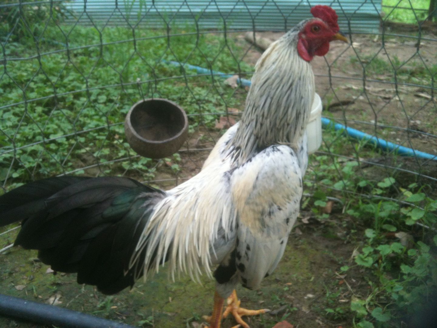 ga tre lai go cong tien giang