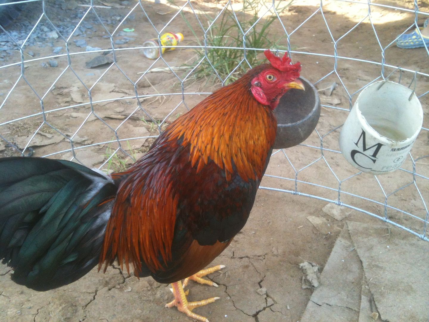 ga tre lai go cong tien giang - 6