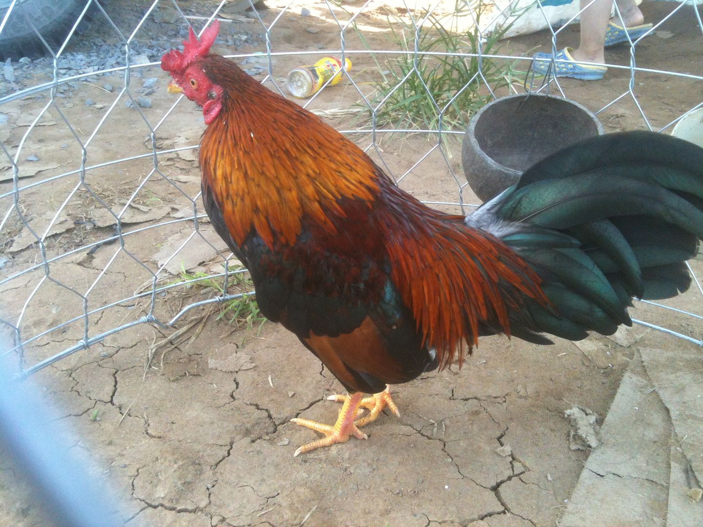 ga tre lai go cong tien giang - 7