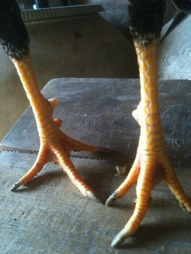 ga tre lai go cong tien giang - 4