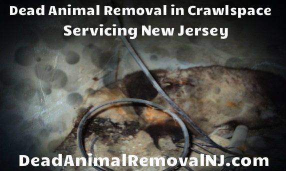 dead animal removal from crawl space