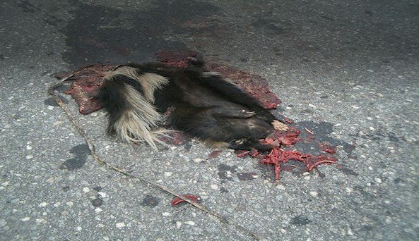skunk-carcass-removal-north-caldwell-nj.jpg
